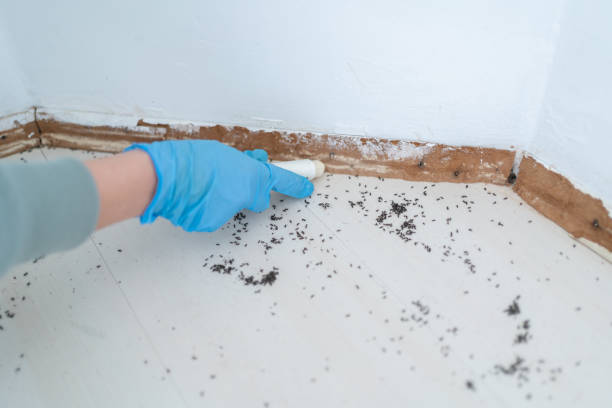 Pest Control for Restaurants in Moorpark, CA